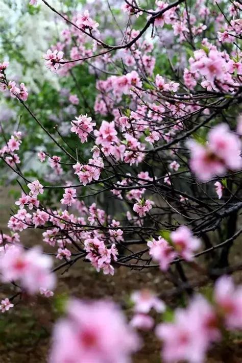 桃花意思